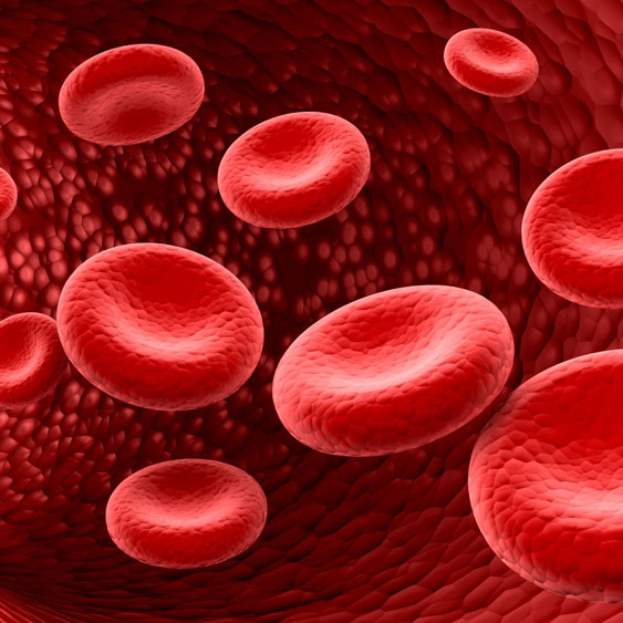 Blutkoerperchen_gross