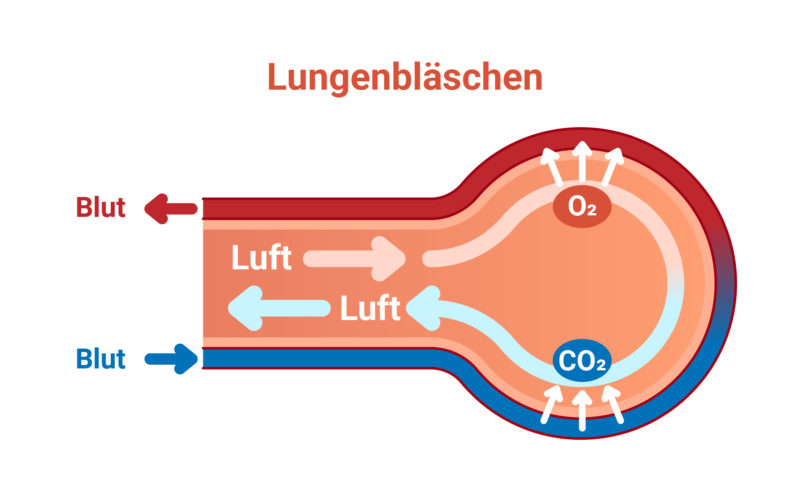 Lungenblaeschen