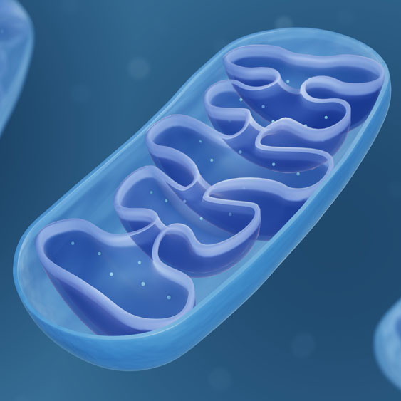 Mitochondrium